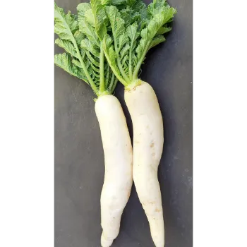 Organic Radish 